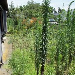 【管理の現場から】驚きの雑草の成長速度