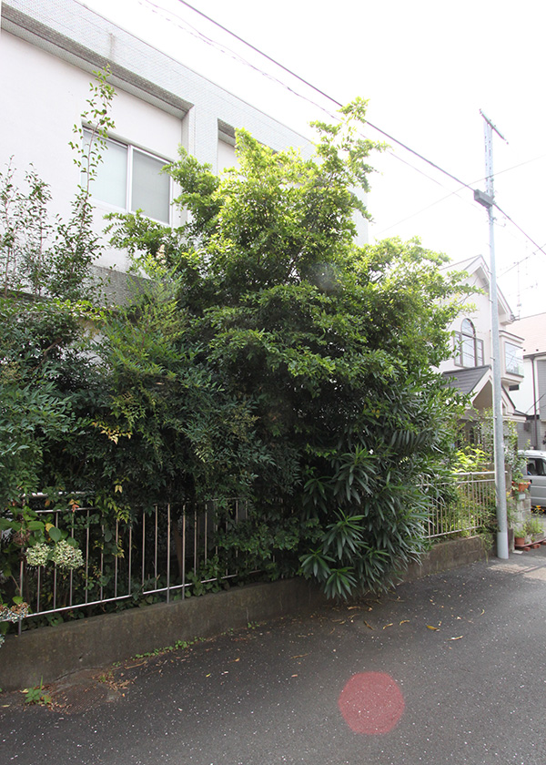 室内は荷物が溢れ返り、庭木も道路にせり出し、ご近所さんへ迷惑をかけている状態